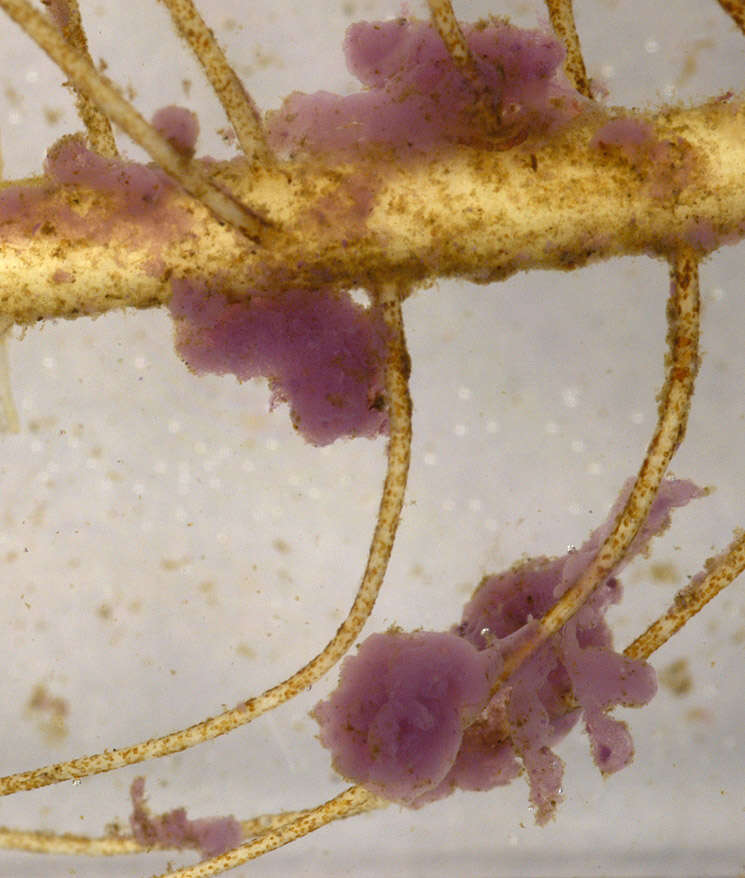 Image de <i>Lamprocystis roseo-persicina</i>
