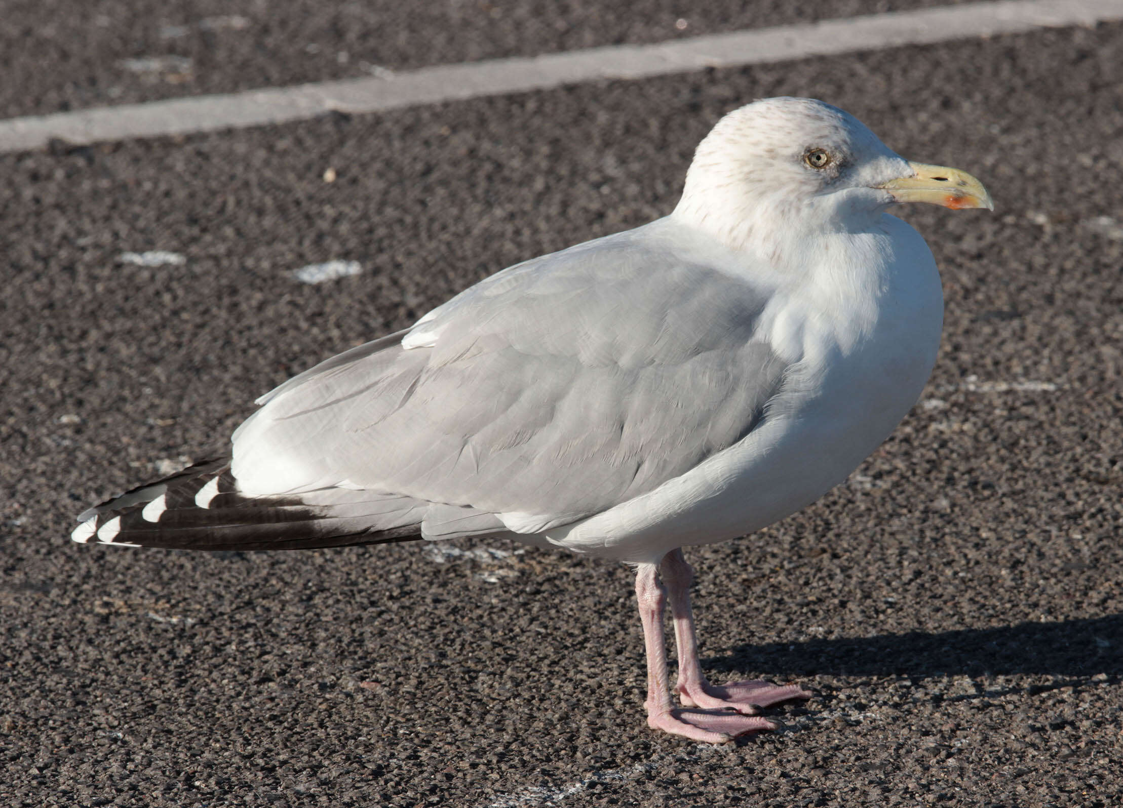 Image of European Herring Gull