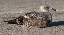 Image of European Herring Gull