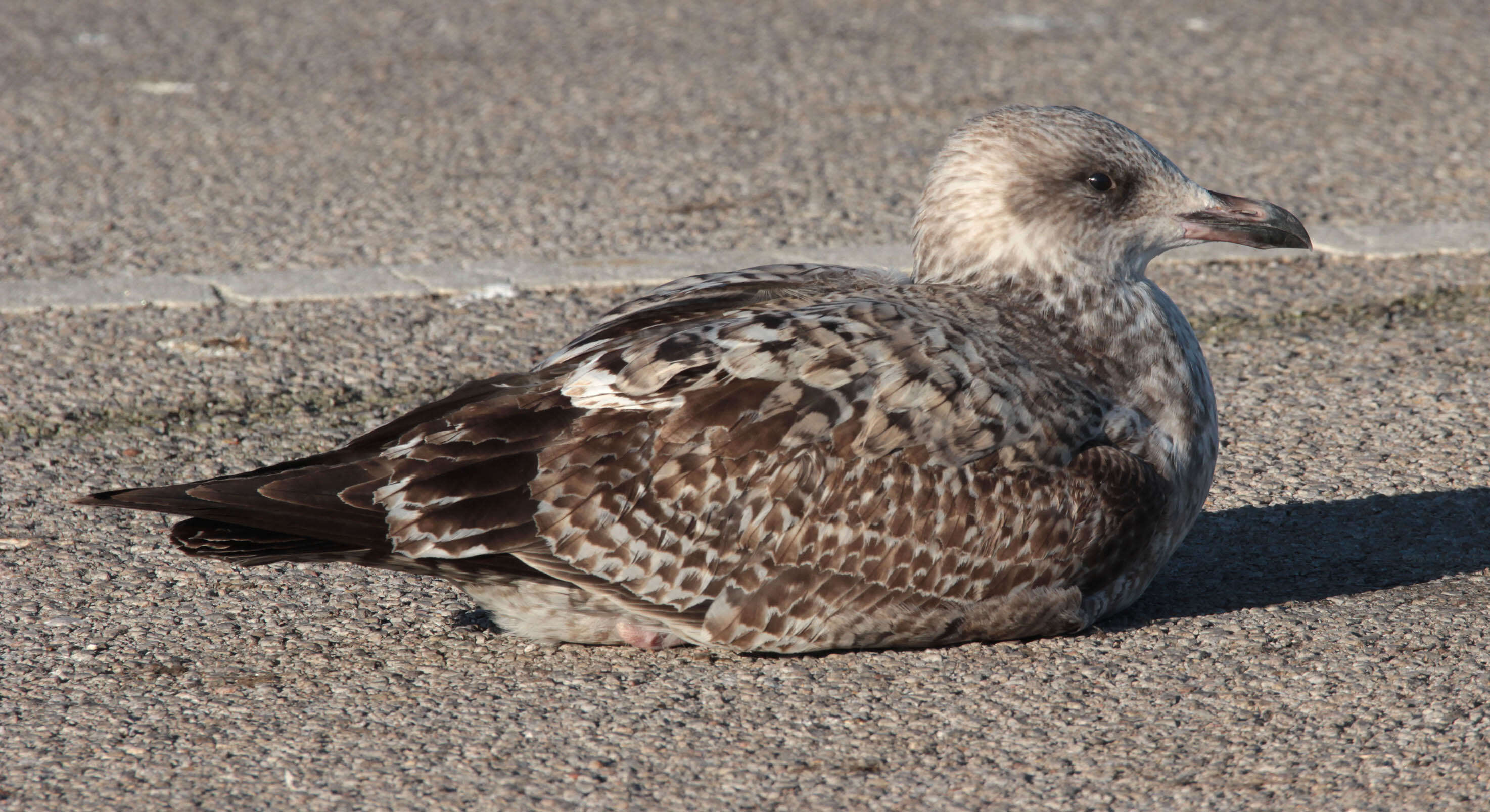 Image of European Herring Gull