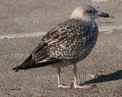 Image of European Herring Gull