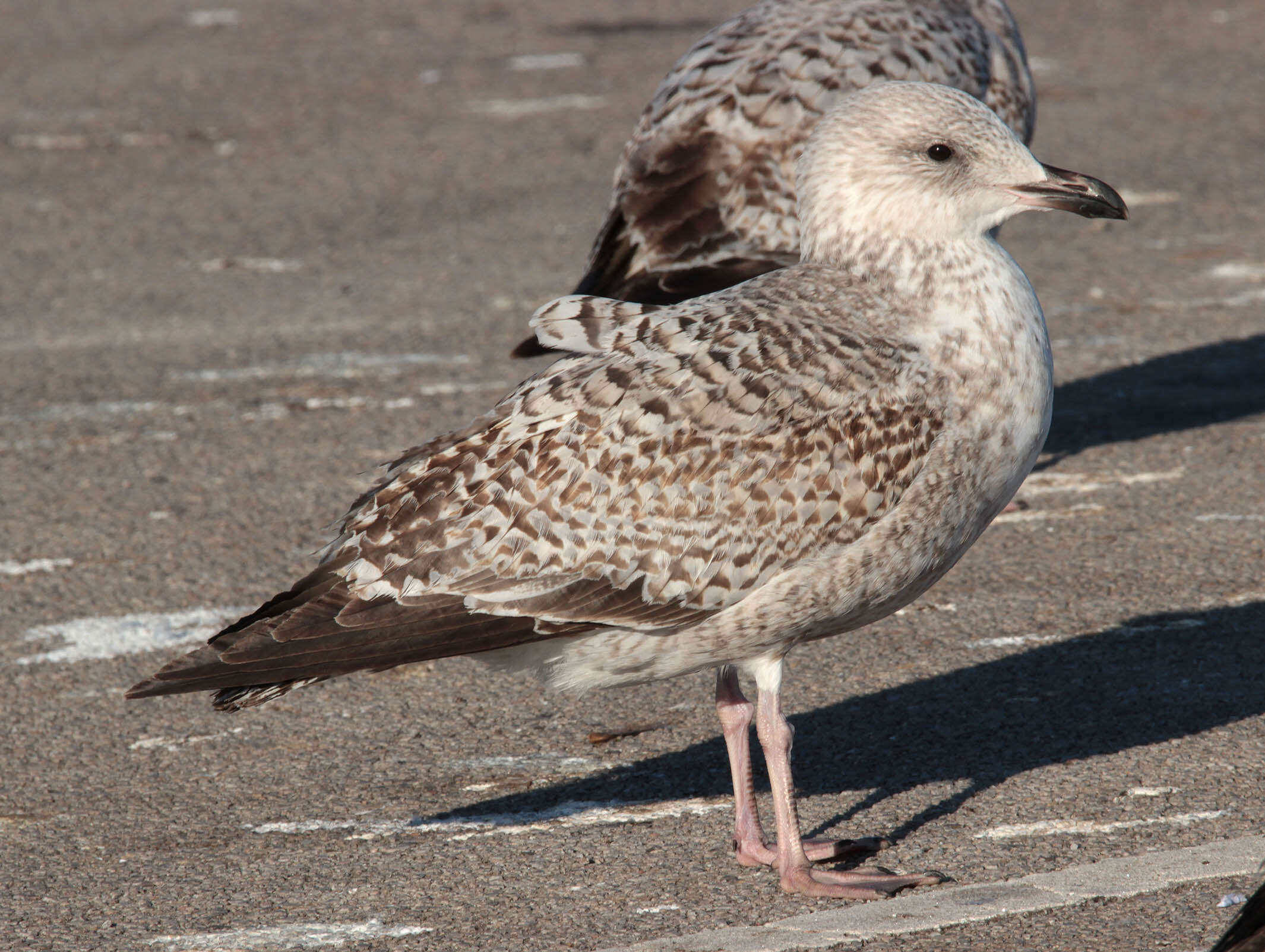 Image of European Herring Gull