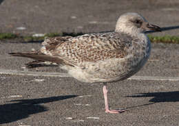 Image of European Herring Gull