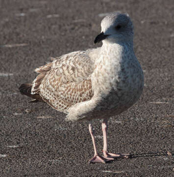 Image of European Herring Gull