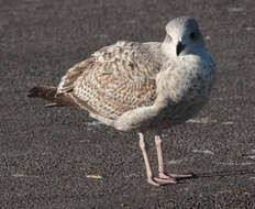 Image of European Herring Gull