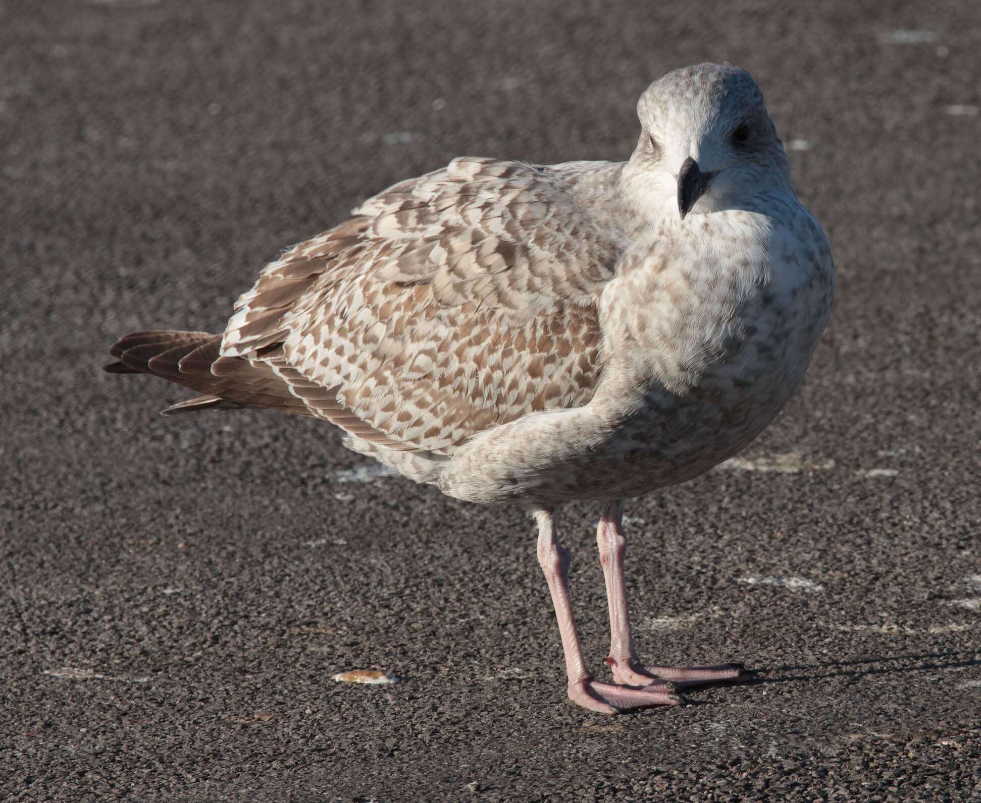 Image of European Herring Gull