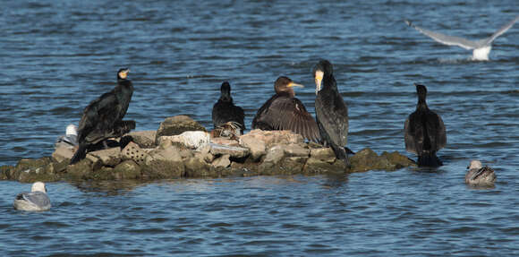 Imagem de Phalacrocorax carbo (Linnaeus 1758)