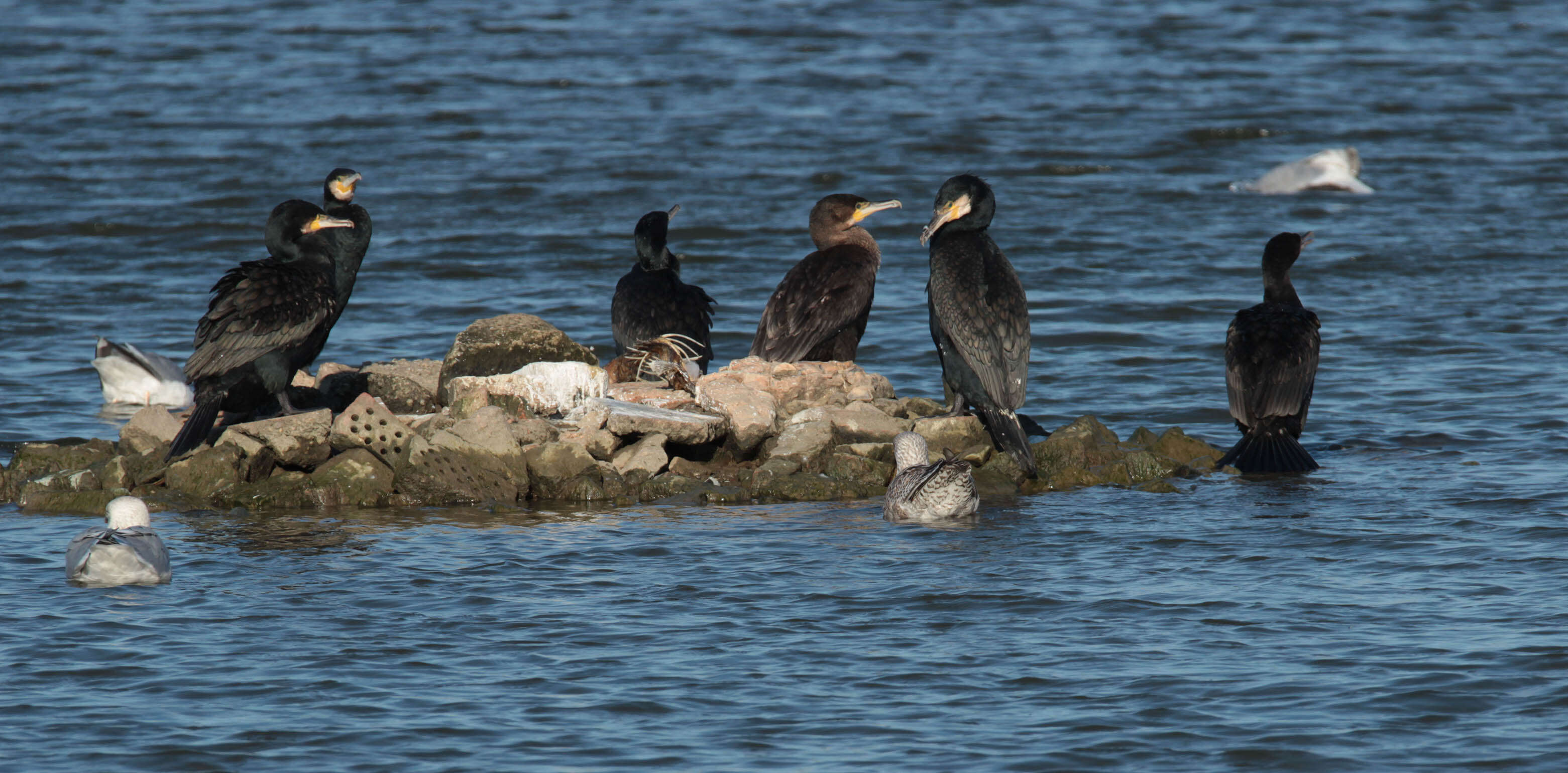 Plancia ëd Phalacrocorax carbo (Linnaeus 1758)