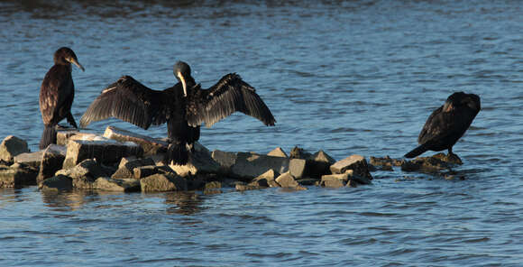 Plancia ëd Phalacrocorax carbo (Linnaeus 1758)