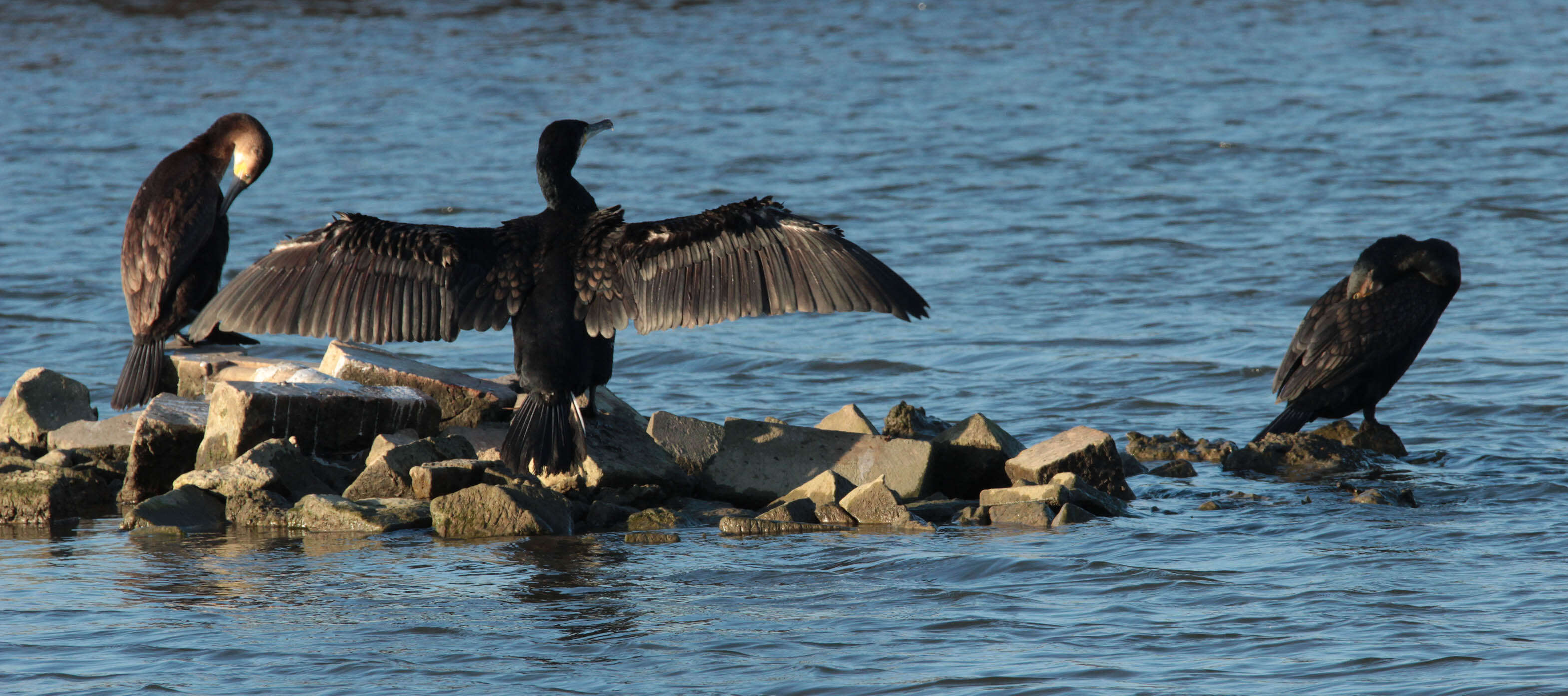 Plancia ëd Phalacrocorax carbo (Linnaeus 1758)