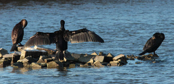 Plancia ëd Phalacrocorax carbo (Linnaeus 1758)