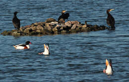 Image of shelduck, common shelduck