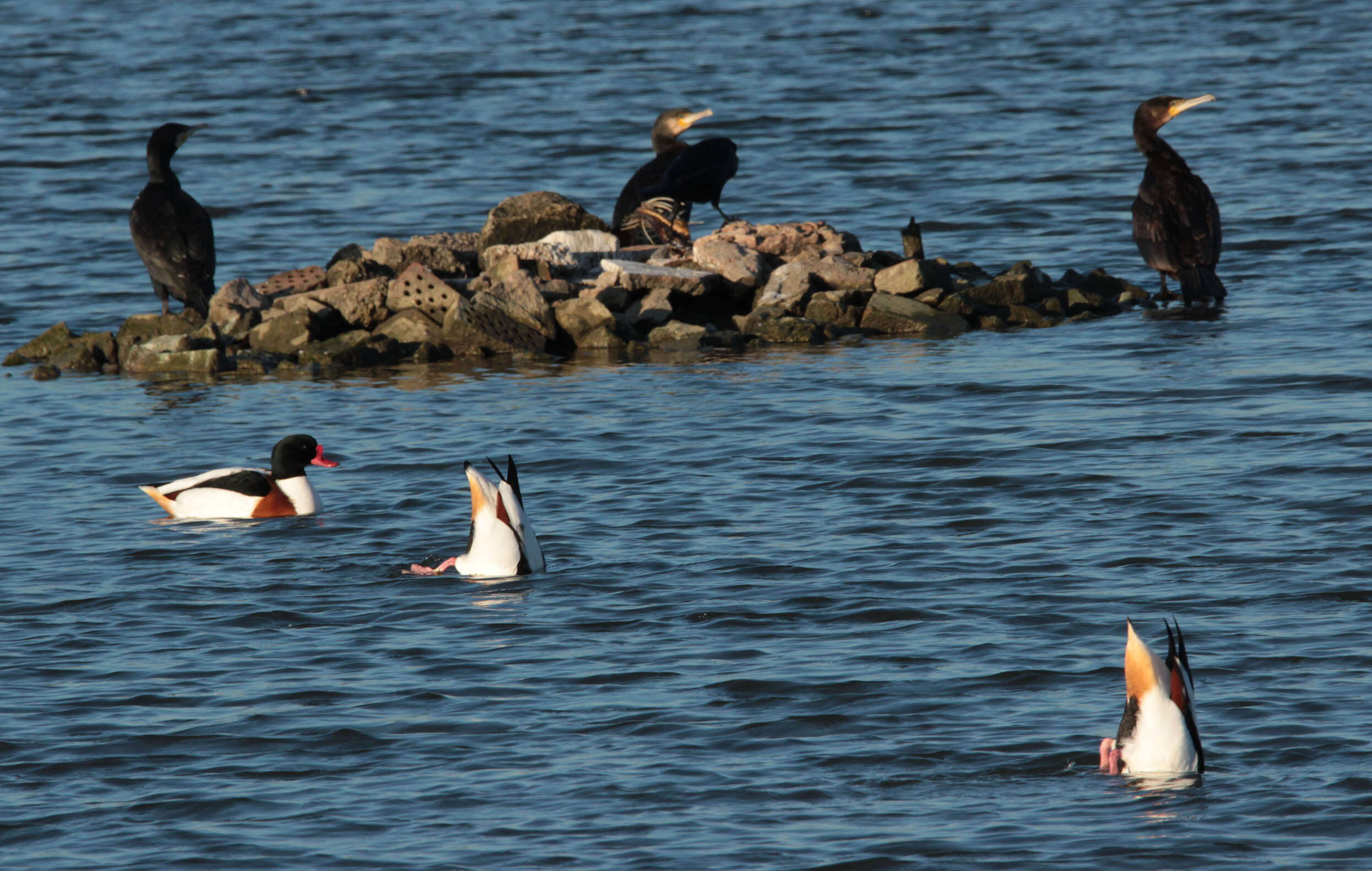 Image of shelduck, common shelduck