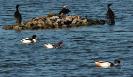 Image of shelduck, common shelduck