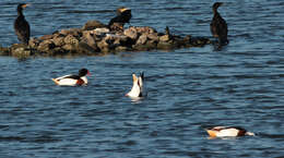 Image of shelduck, common shelduck