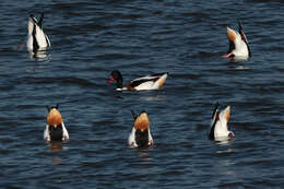 Image of shelduck, common shelduck