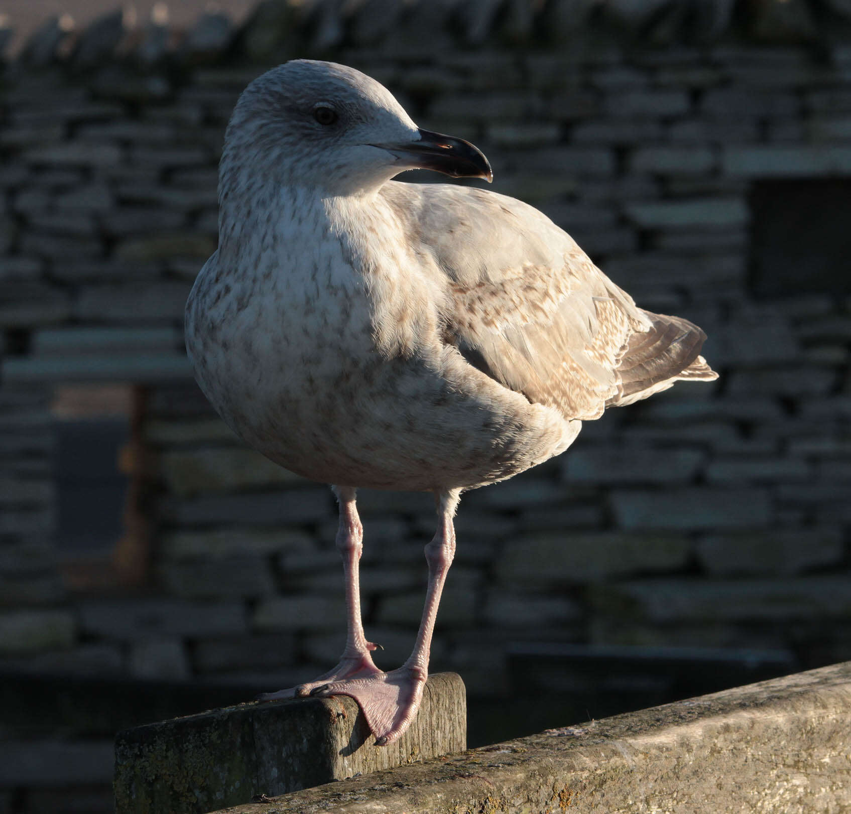 Image of European Herring Gull