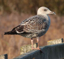 Image of European Herring Gull