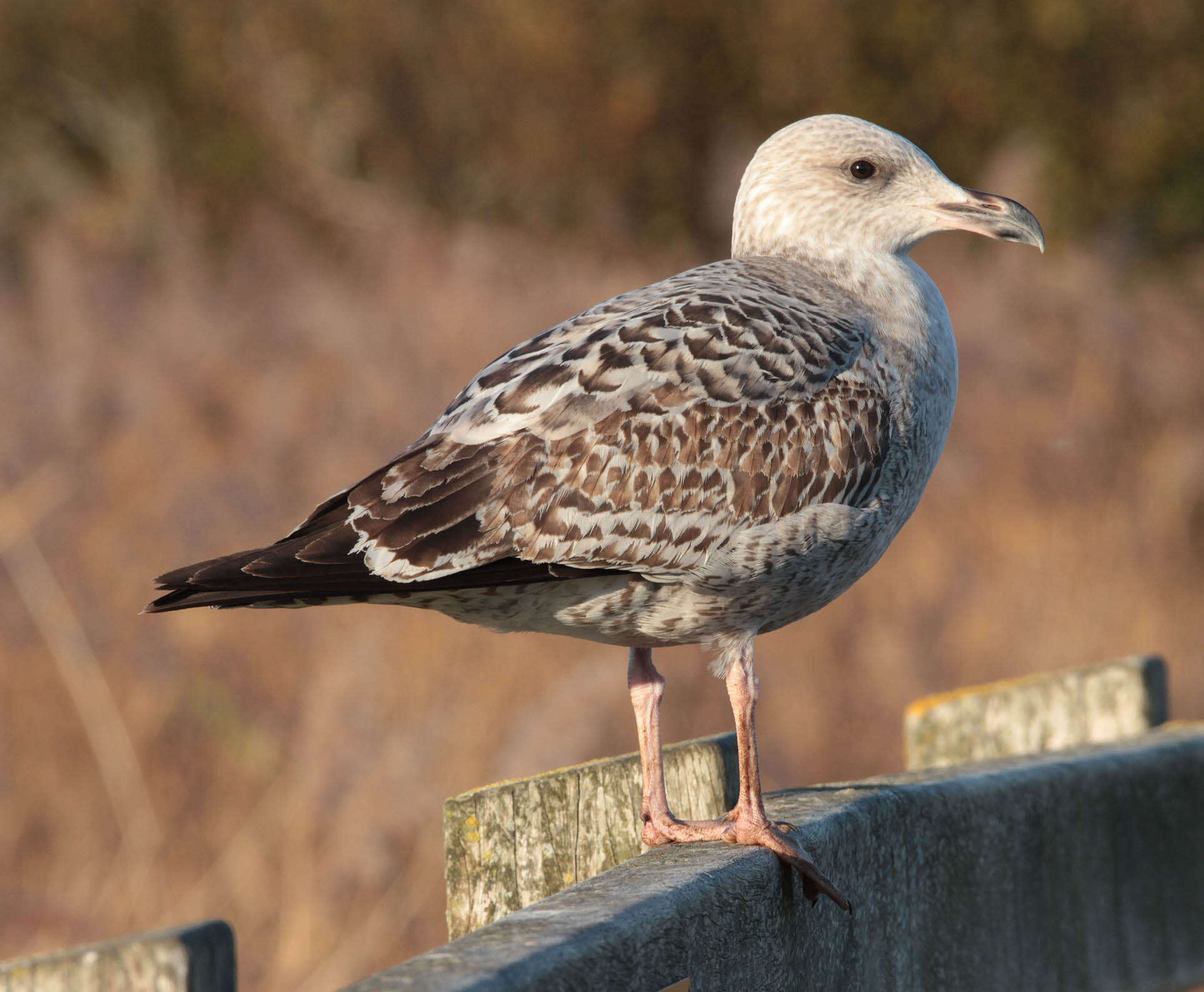 Image of European Herring Gull