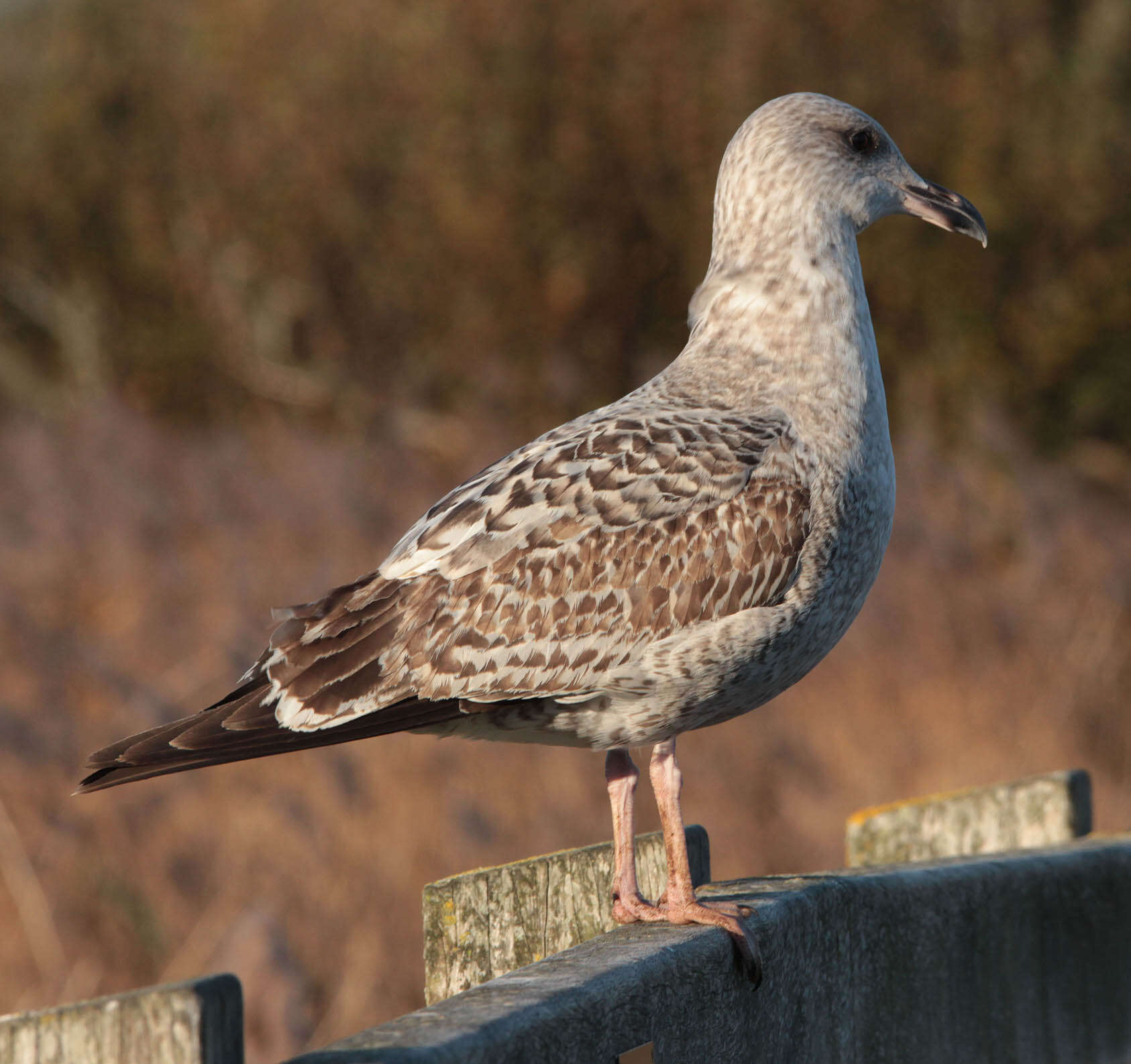 Image of European Herring Gull