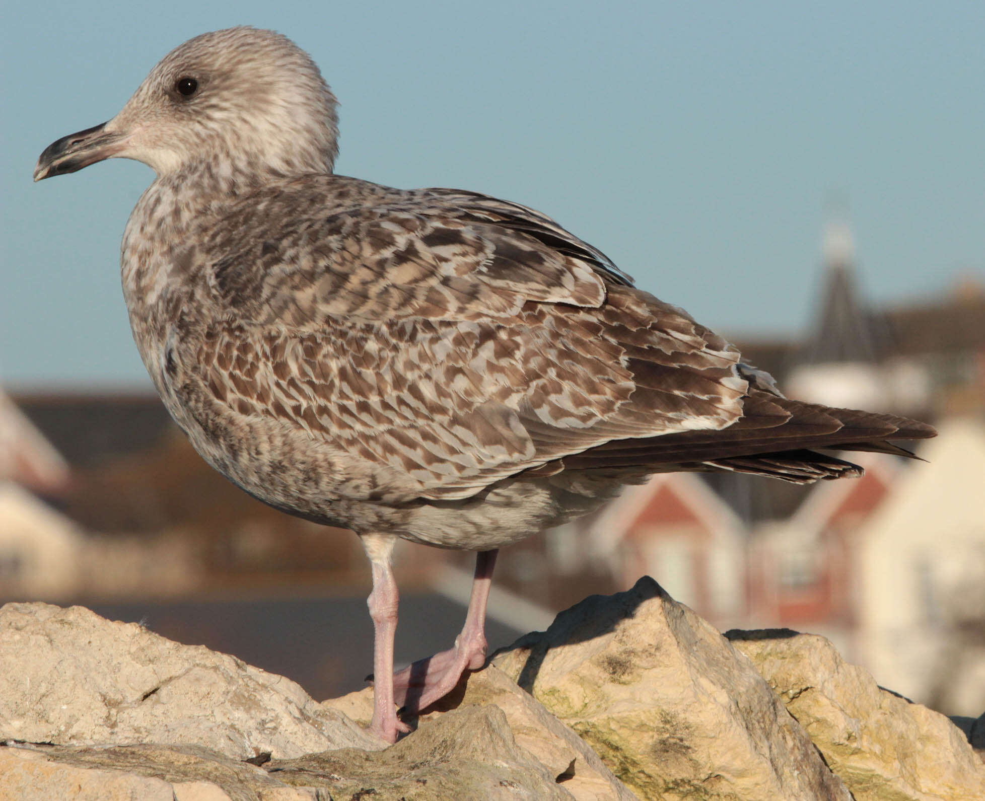 Image of European Herring Gull