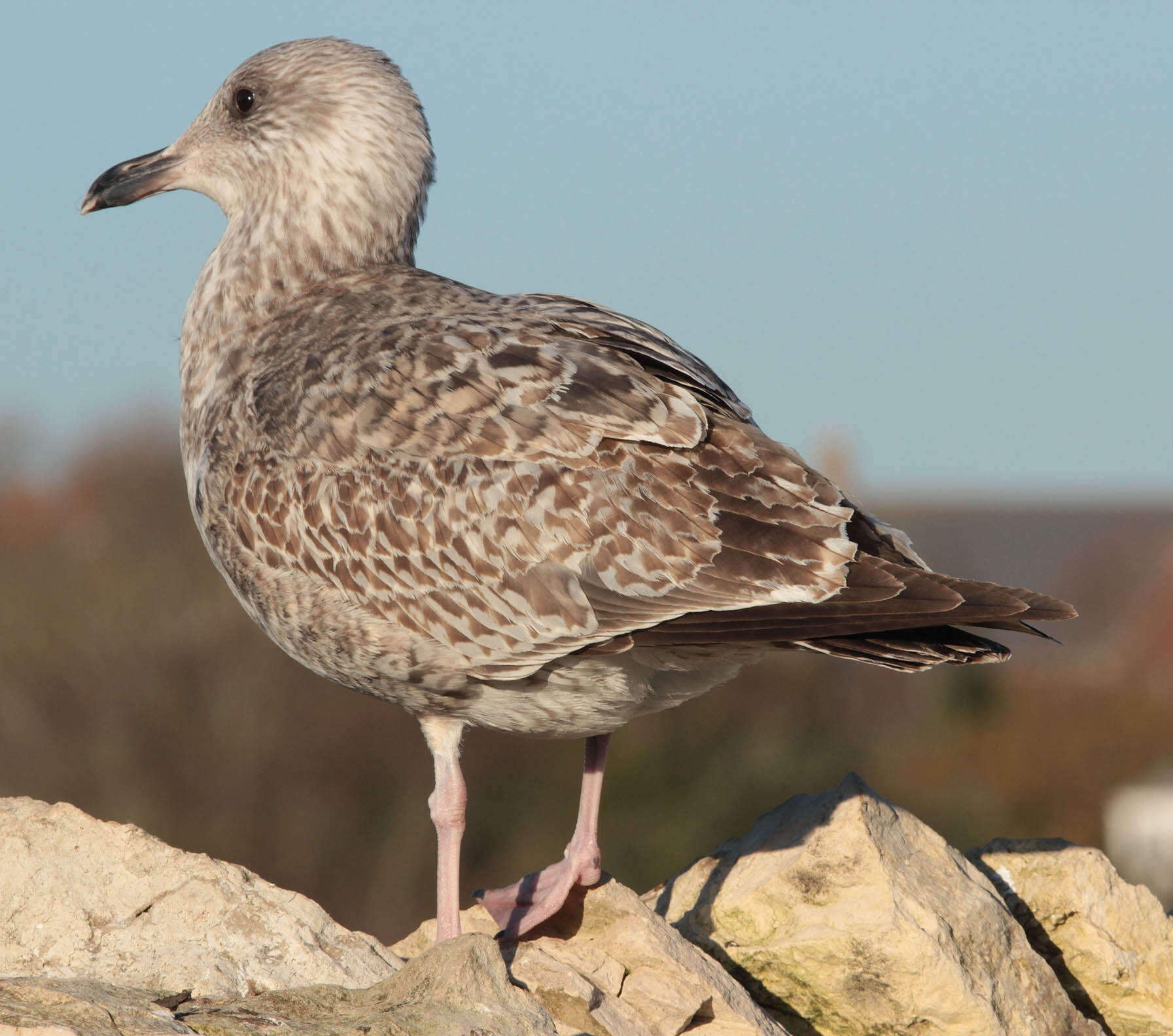 Image of European Herring Gull