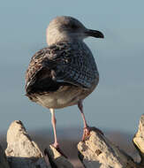 Image of European Herring Gull