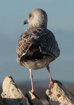 Image of European Herring Gull