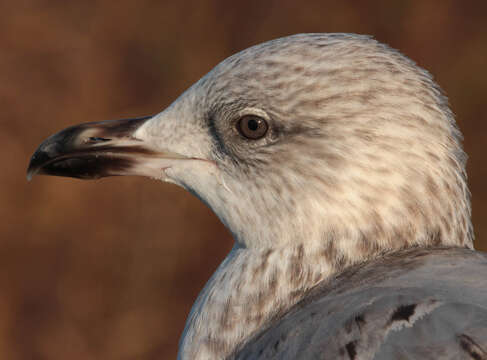 Image of European Herring Gull