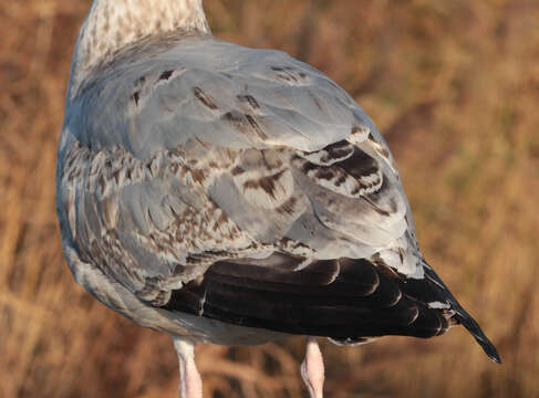 Image of European Herring Gull