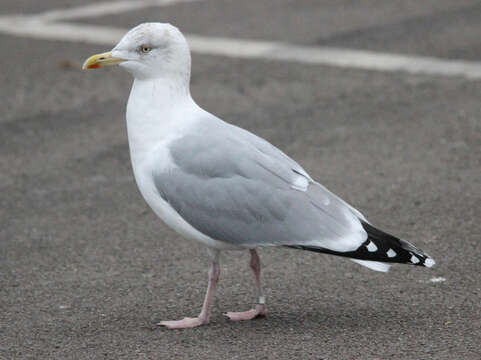 Image of European Herring Gull