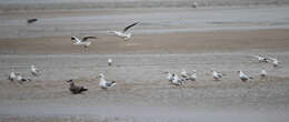 Imagem de guincho-comum