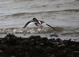 Image of Common Redshank