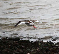 Image of Common Redshank