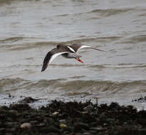 Image of Common Redshank