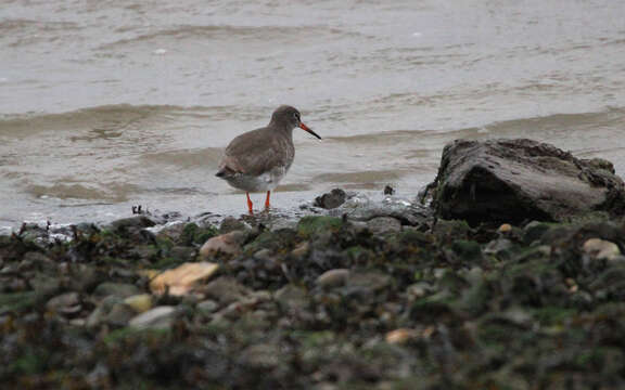 Image of Common Redshank