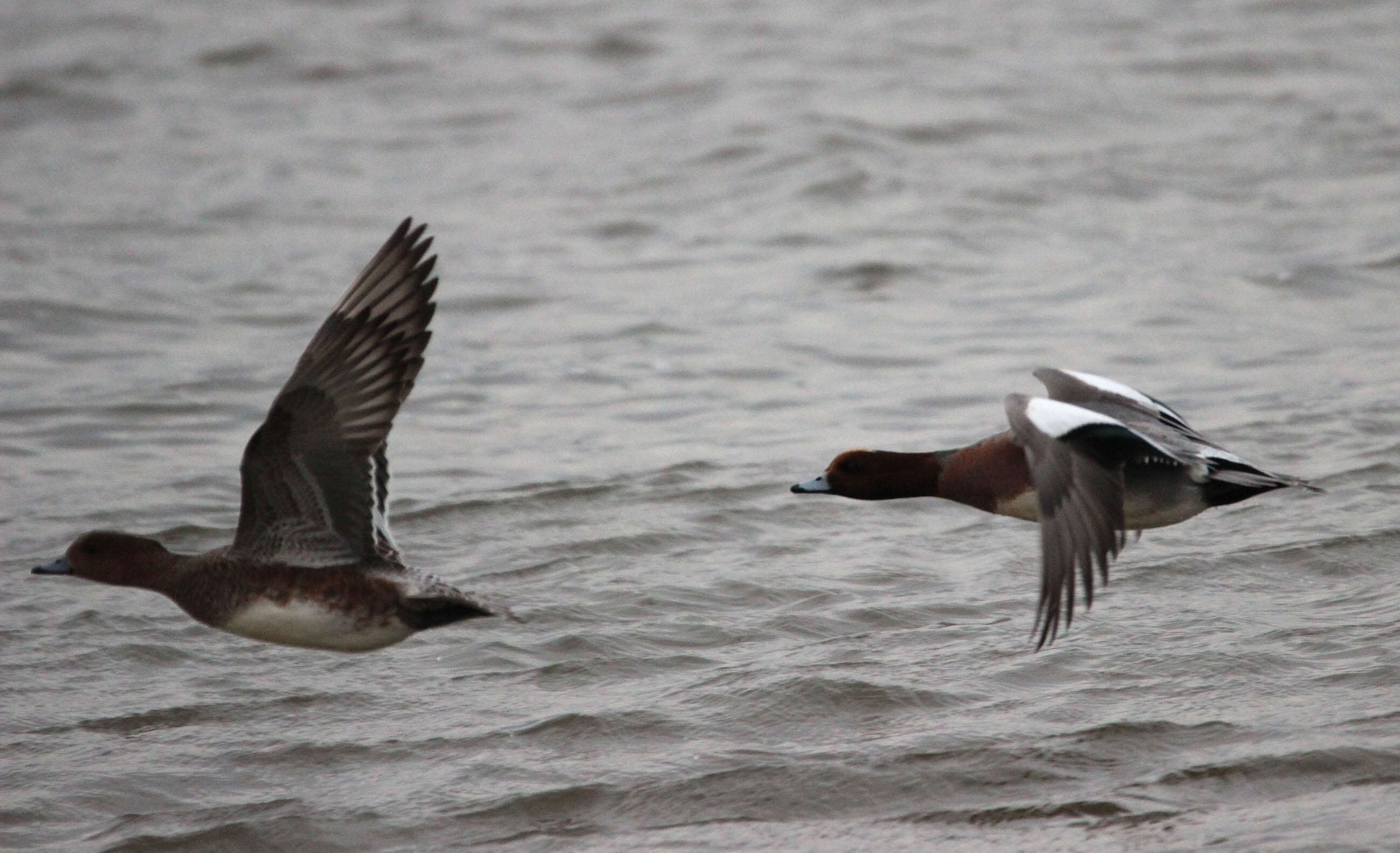 Image of Eurasian Wigeon