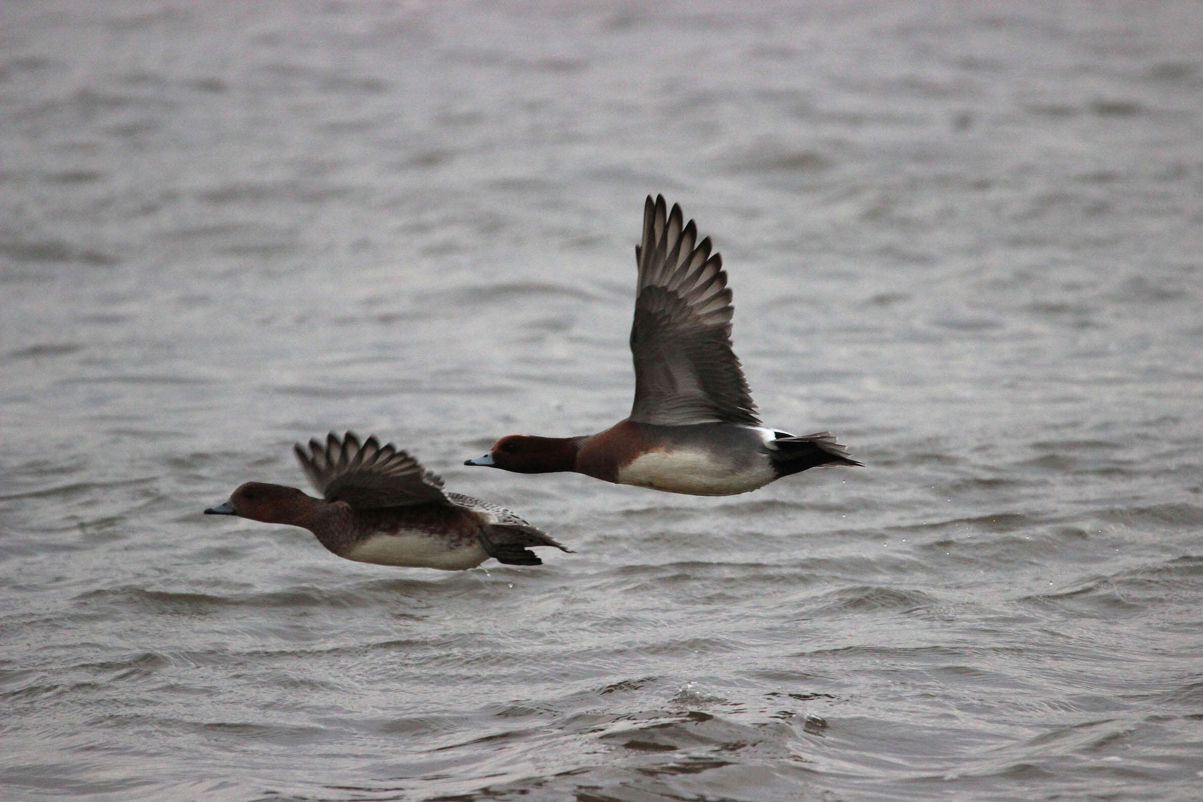 Image of Eurasian Wigeon