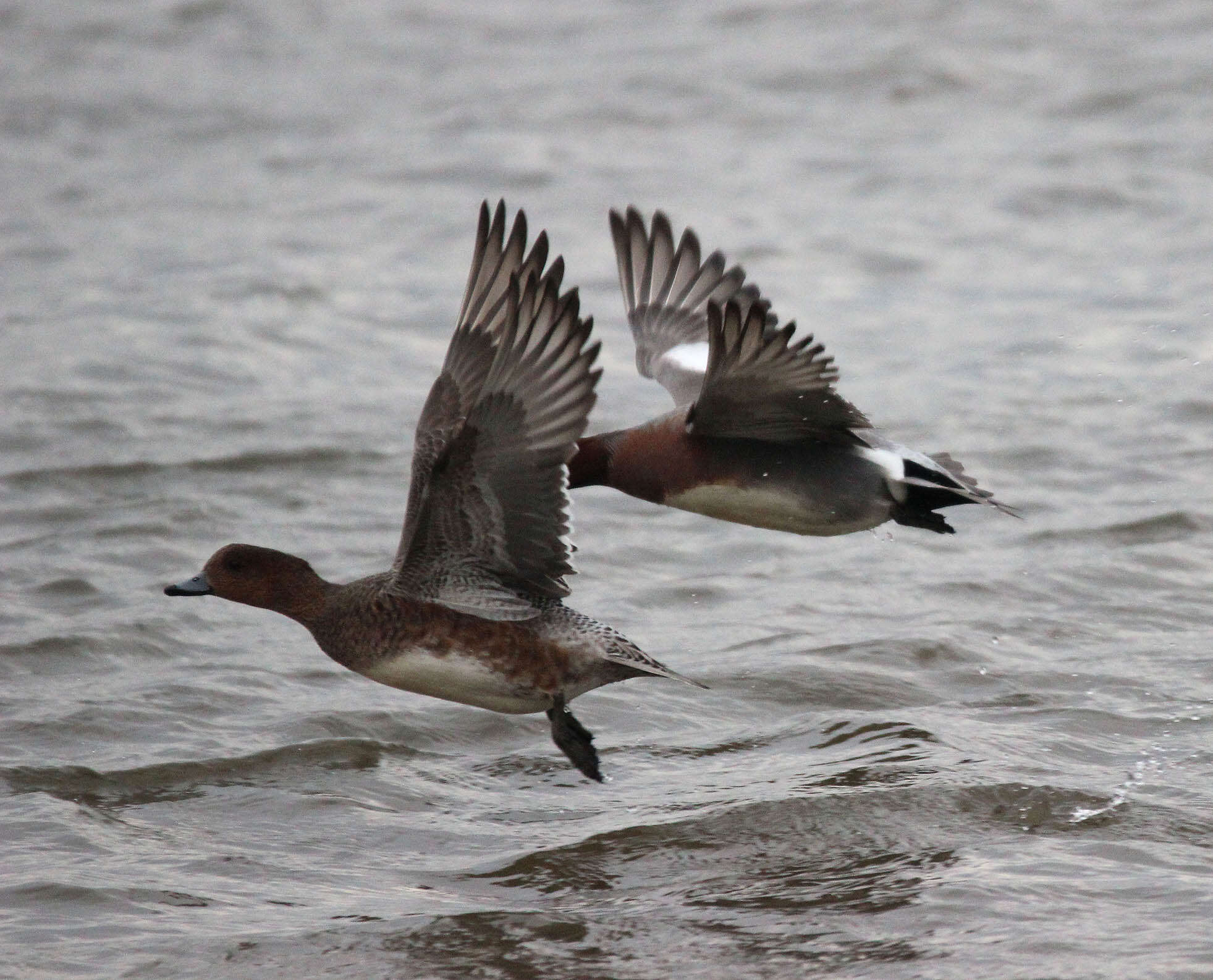 Image of Eurasian Wigeon