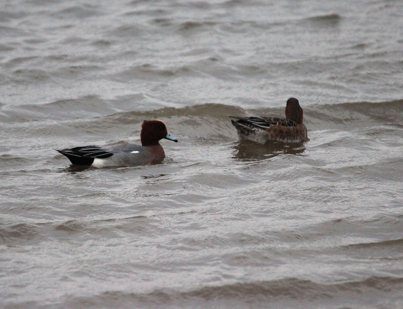 Image of Eurasian Wigeon