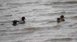 Image of Eurasian Wigeon