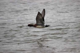 Image of Eurasian Wigeon