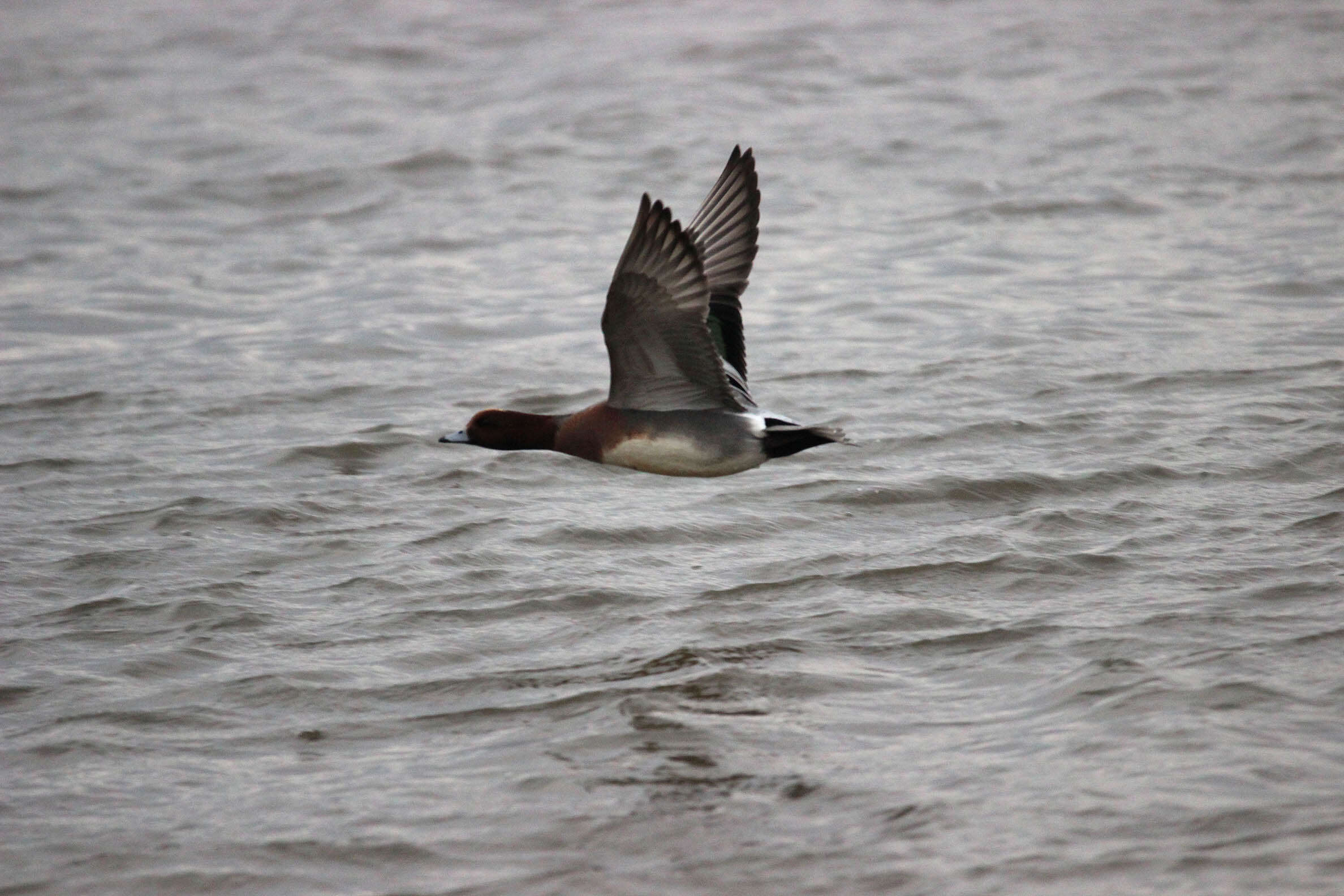 Image of Eurasian Wigeon