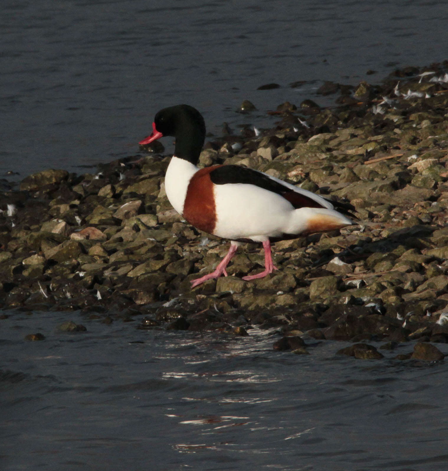 Image of shelduck, common shelduck