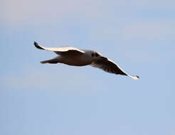 Imagem de guincho-comum