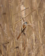 Слика од Panuridae