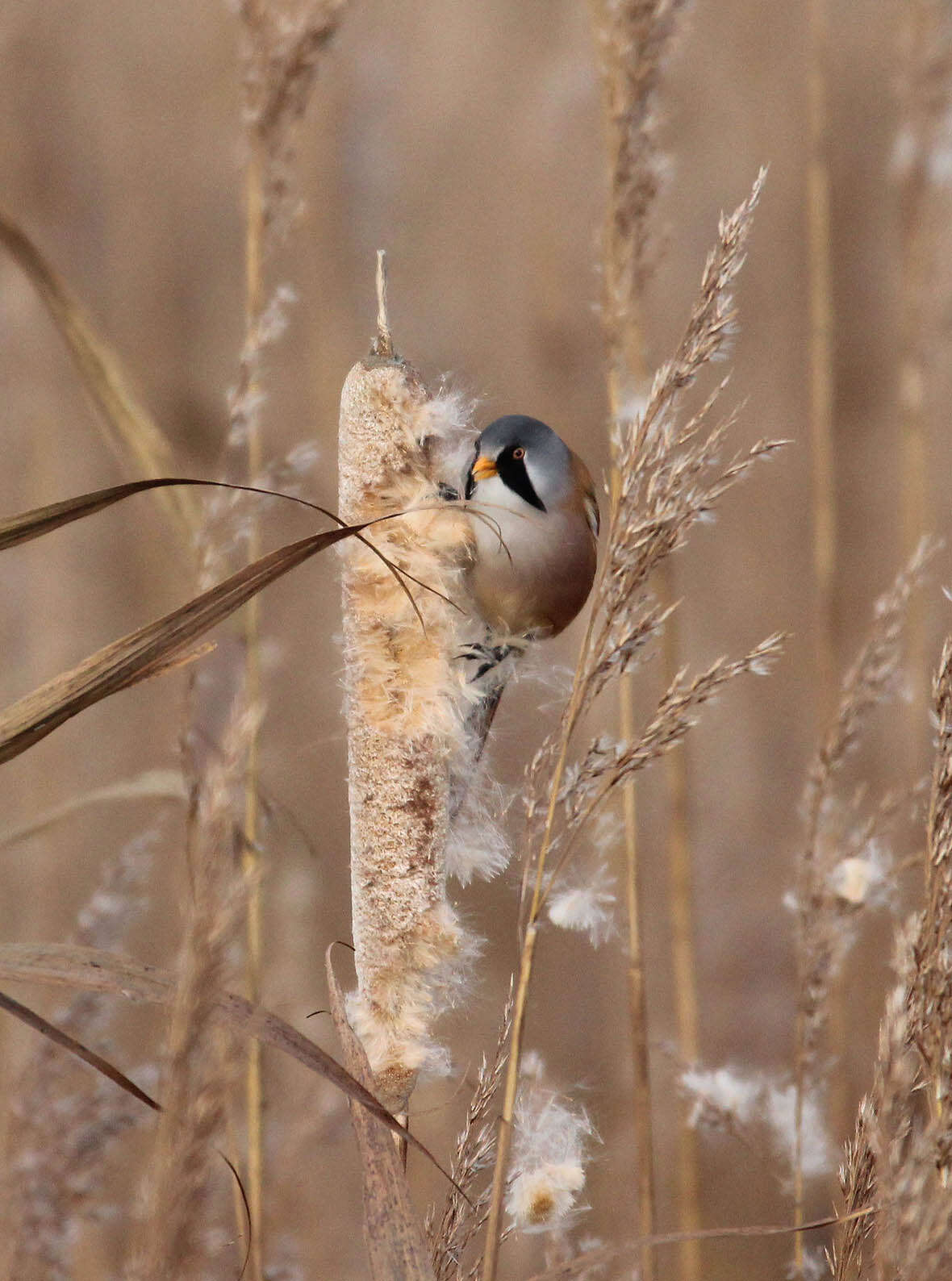 Image de Panuridae