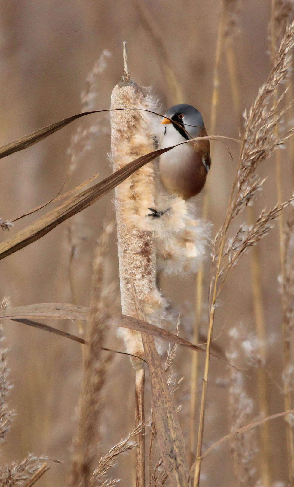 Image of Panuridae