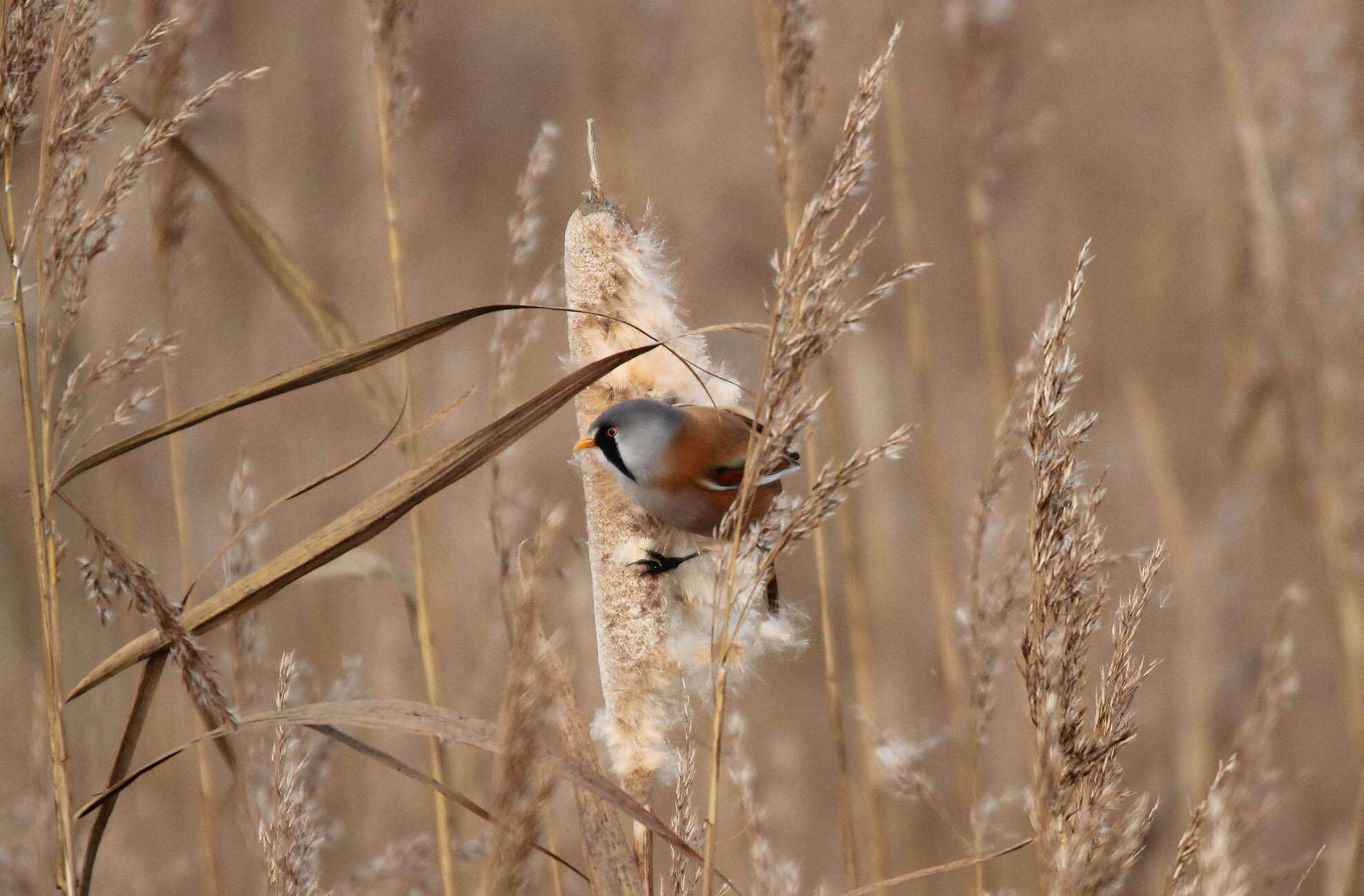 Image de Panuridae