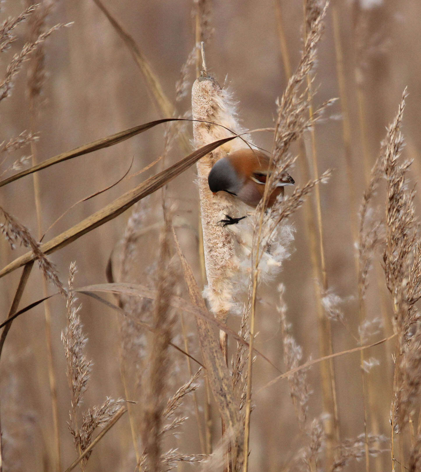 Image de Panuridae